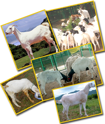 Feeding Management Of Goats - Goat Feed Tree In Tamilnadu (340x403), Png Download