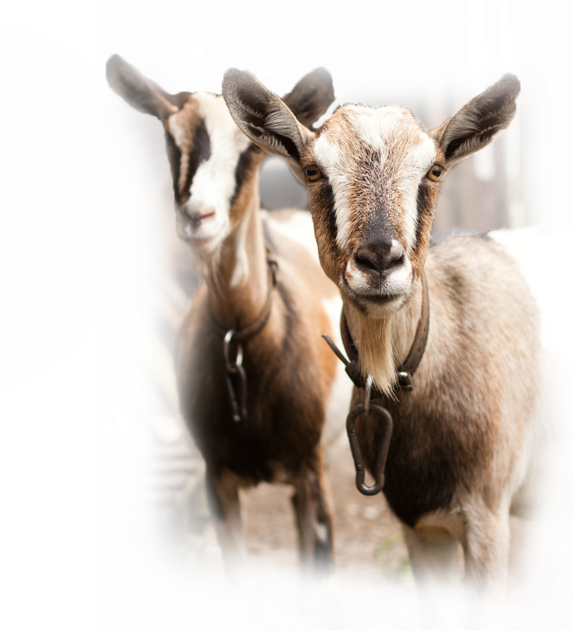 Chaffhaye For Goats - Goat (918x925), Png Download