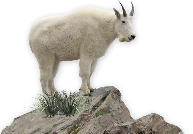 Mountain Goat Png (621x431), Png Download