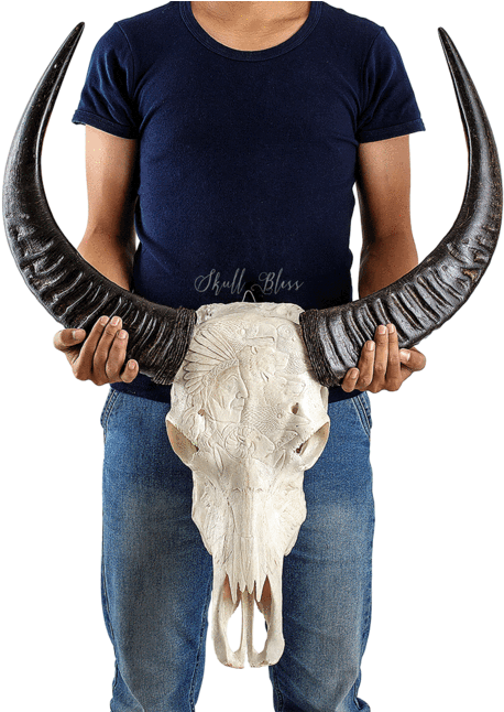 Carved Buffalo Skull - Skull (645x645), Png Download