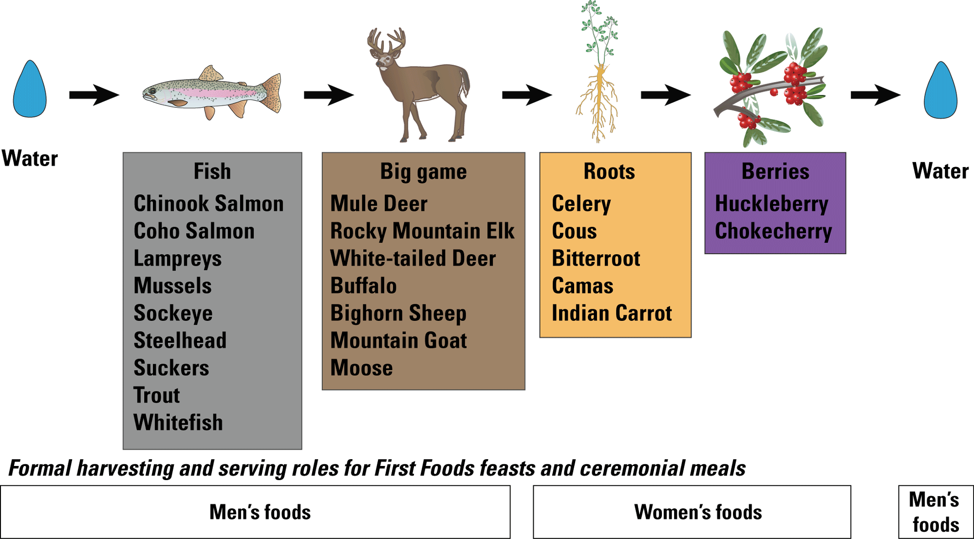 An Example Of The Serving Order Of The Confederated - White-tailed Deer (2000x1107), Png Download
