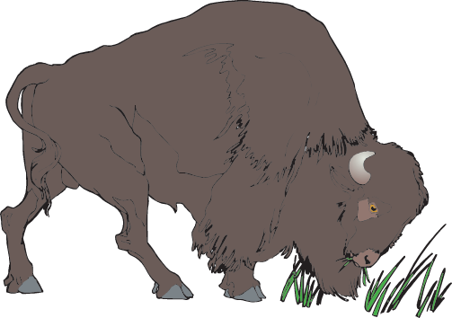 Bison - Clipart Bison (503x354), Png Download