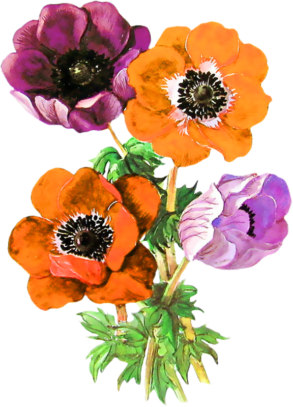 Винтаж Винтаж Винтаж 0 De873 Cb1f02e3 Orig - Anemone Adonis Flower (576x800), Png Download