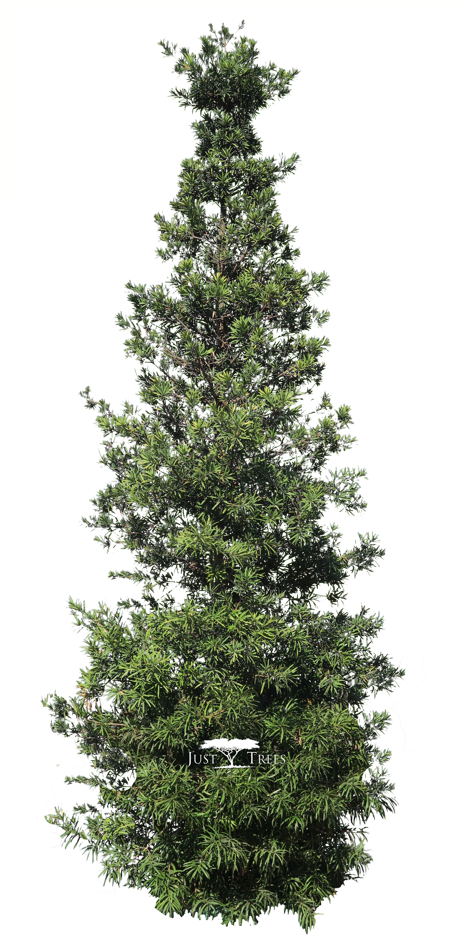 Podocarpus Latifolius (1891x4002), Png Download
