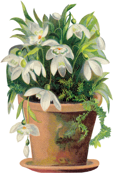 Tubes Victoriens / Fleurs - Art Print: David's Corbeille, Perce-neige, 20x20in. (510x768), Png Download