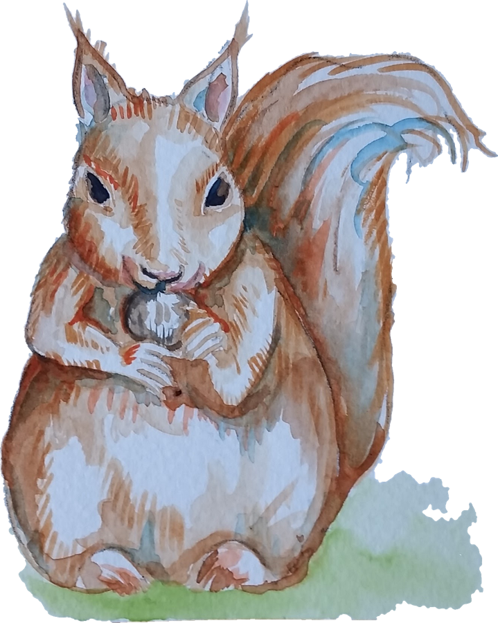 Closeup Of A Squirrel - Squirrel (719x900), Png Download