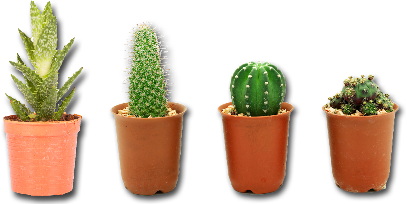Cactus Plant Png Image - Cactus Plant Png (1499x667), Png Download
