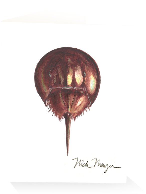 Horseshoe Crab - Crab (1024x825), Png Download
