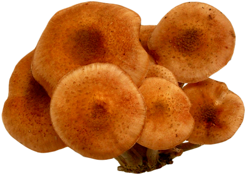Download Mushroom Png Image - Mushroom (500x363), Png Download