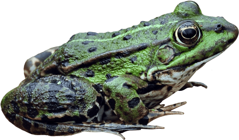 Frog Png Image - Portable Network Graphics (500x313), Png Download