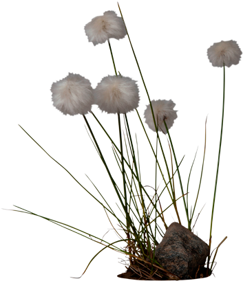 Cotton Grass - Cotton Plant Png (550x420), Png Download