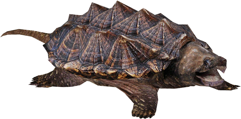 Alligator Snapping Turtle - Snapping Turtle Png (806x806), Png Download
