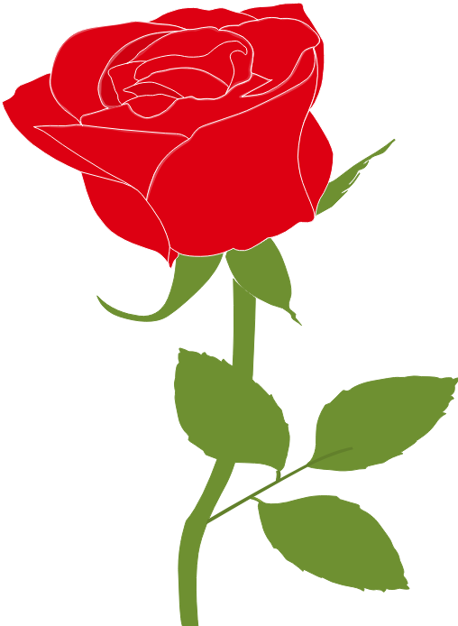 Garden Roses (508x694), Png Download