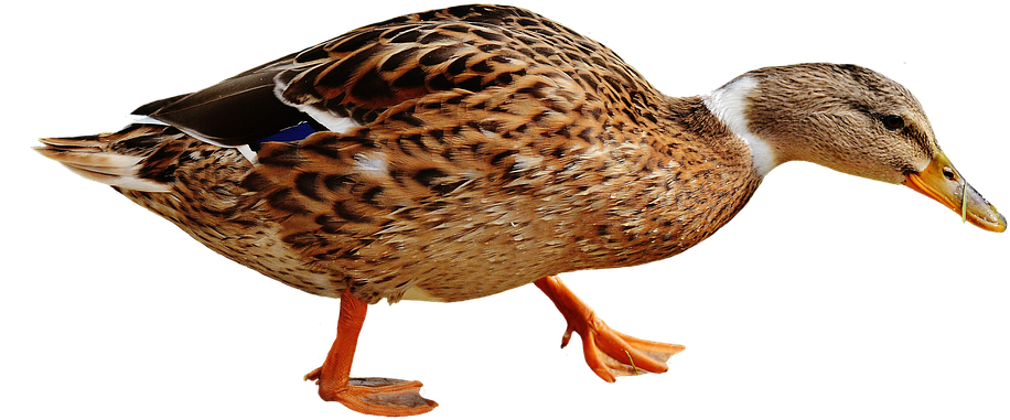 Download Png Image Report - Aves De Corral Png (960x448), Png Download
