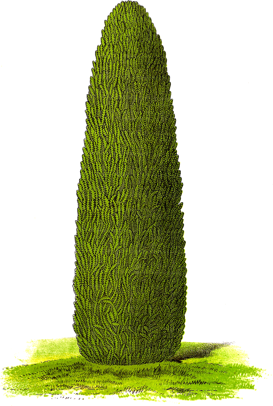 Digital Download Tree Clipart - Png Botanical Tree (1076x1600), Png Download