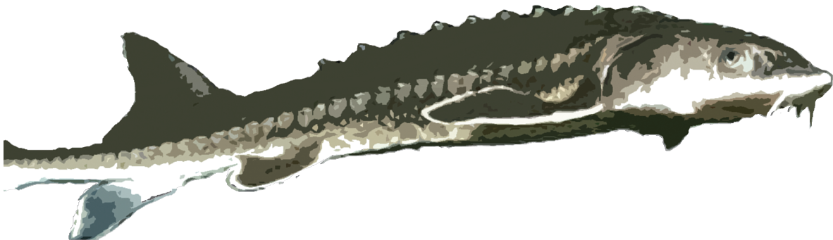 Sturgeon - Serrated Blade (1182x341), Png Download