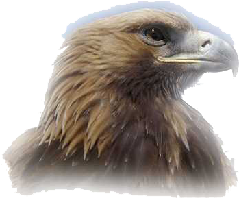 Eagle Head Png Clipart - Sport Club Corinthians Paulista (500x362), Png Download