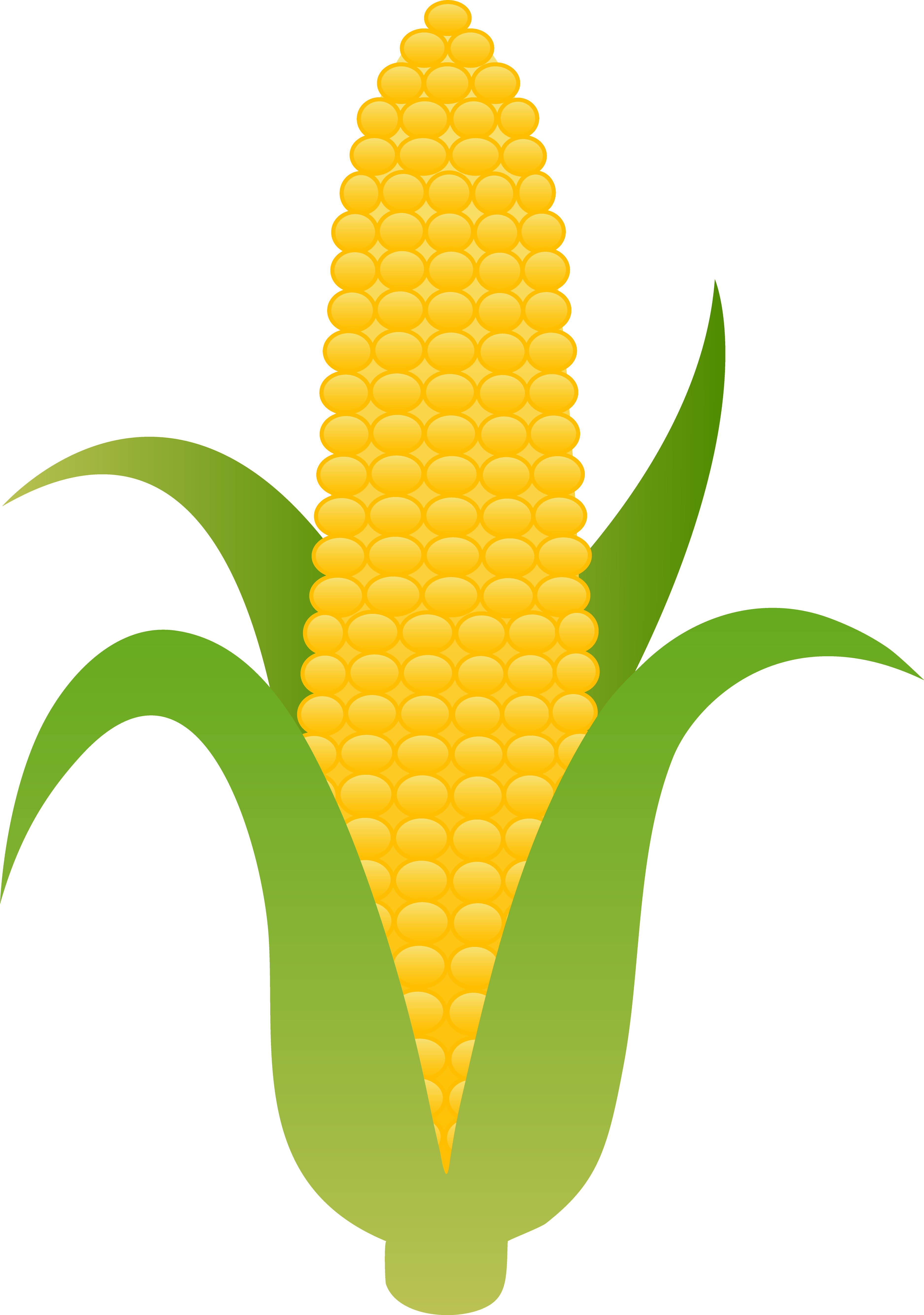 Sweet Corn Drawing At - Corn Clipart (3751x5338), Png Download