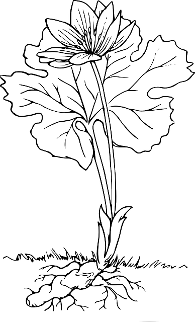 Outline, Plant, Blood, Root, Roots - Plant With Roots Outline (388x640), Png Download