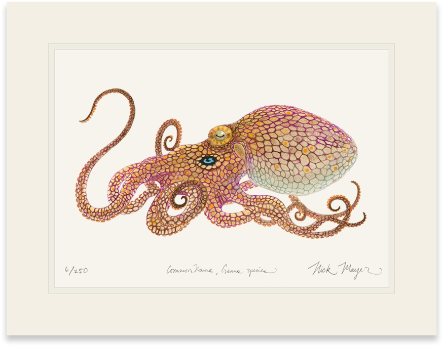 California Two Spot Octopus (1024x855), Png Download