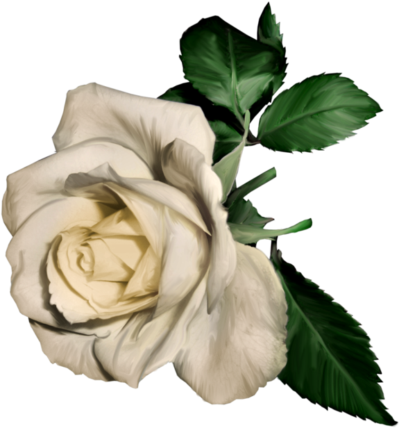 3d White Rose - White Rose Painting Png (600x632), Png Download