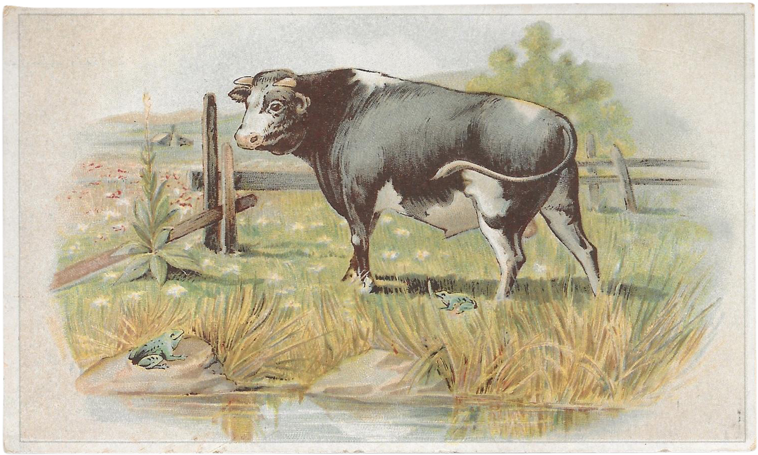 Lion Coffee The Frogs And The Bull Victorian Advertising - Advertising (1508x1508), Png Download