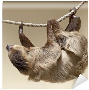 Sloth Color (400x400), Png Download