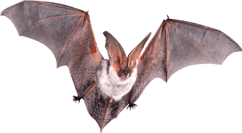 Bat Flying Open Wings - Ratbat Jamaica (494x275), Png Download