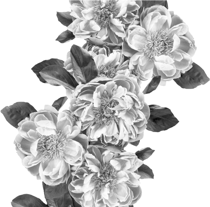 Png Flowers - Portable Network Graphics (1000x667), Png Download
