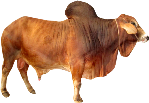 Indian Cow Png Download - Ox Cow Png (600x450), Png Download