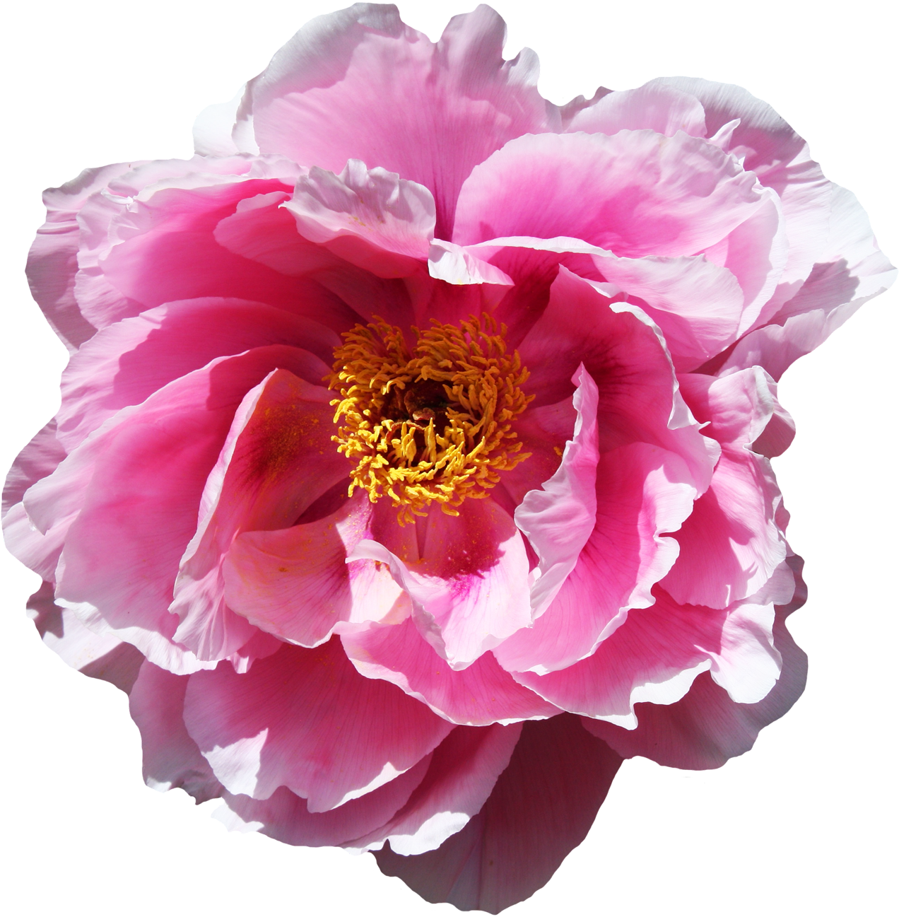 Rose Flower Png Image - Peony Transparent Background (1400x1418), Png Download