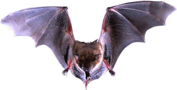 Bat Png Image Without Background - Big Brown Bat (620x386), Png Download