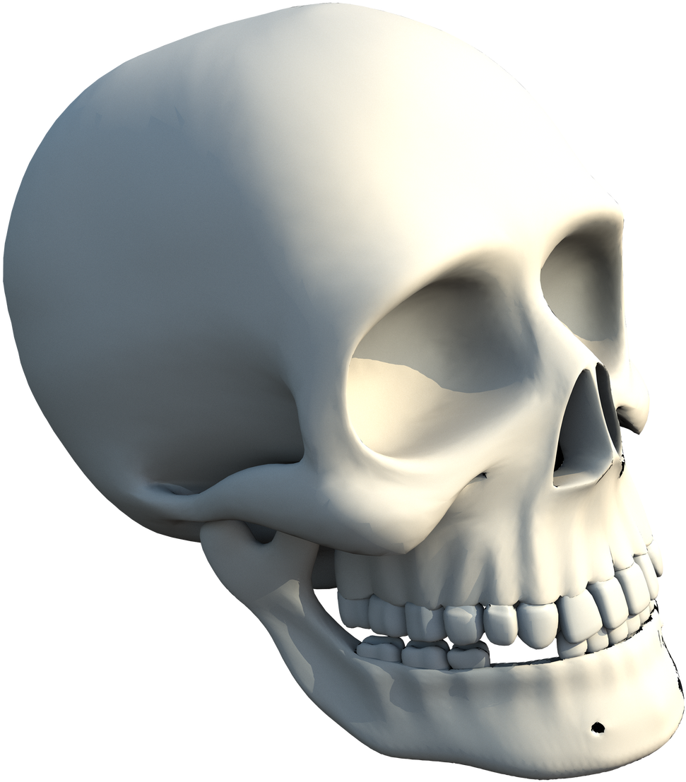 The Skull Of Human - Skull (1024x1536), Png Download