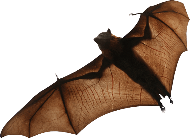 Bat Png (619x449), Png Download