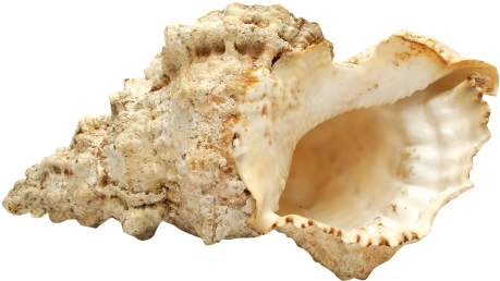 Sea Shell Png Transparent Image - Maca (500x318), Png Download