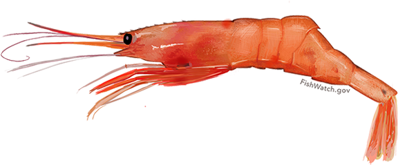 Atlantic Northern Shrimp - Pandalus Borealis (640x427), Png Download