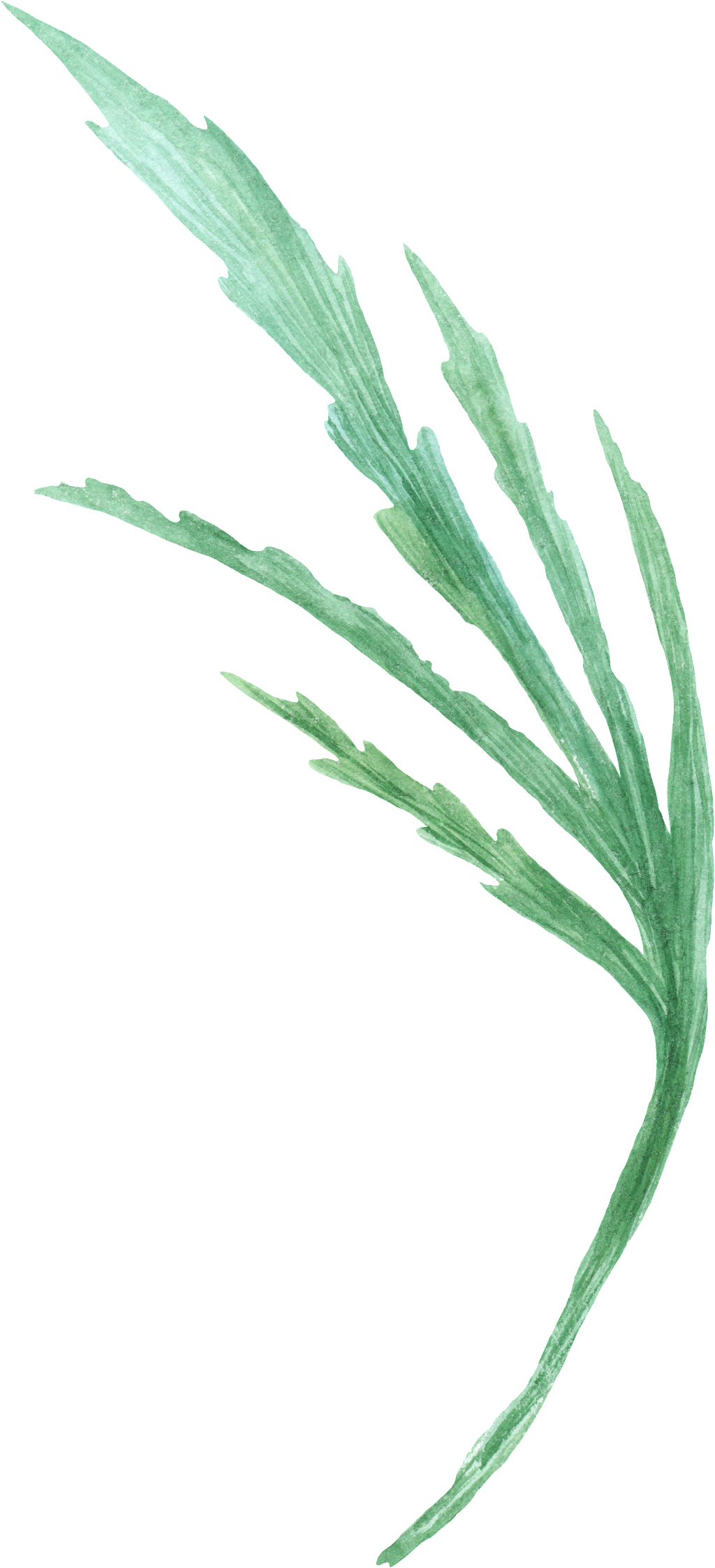 Green Foliage Transparent Decorative - Portable Network Graphics (1024x2245), Png Download