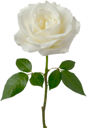 Rosa Blanca Soltera Transparente - White Rose Png (372x461), Png Download