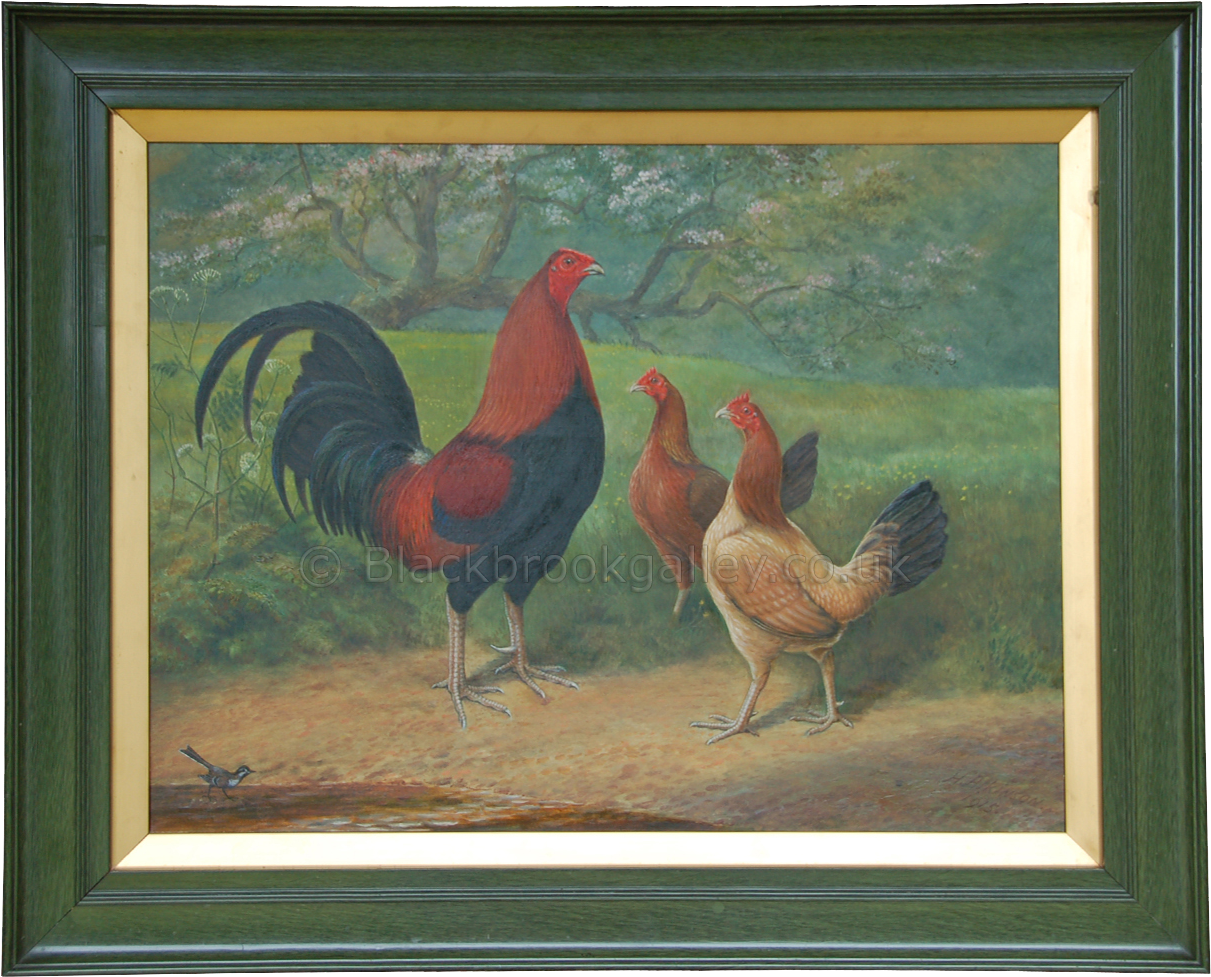 More Views - Rooster (1500x997), Png Download