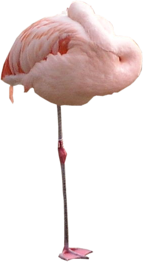 Flamingo Png Texture - Flying Flamingo Png Transparent (286x522), Png Download