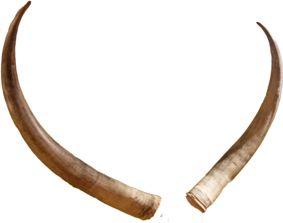 Hd Animal Horn Png Svg Royalty Free Library - Horns Png (1600x1071), Png Download