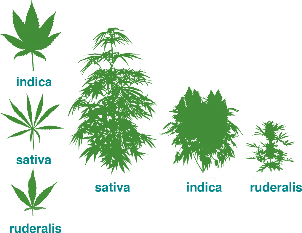 Types Of Marijuana The Beginners Guide To Cannabis - Cannabis Ruderalis (1019x787), Png Download