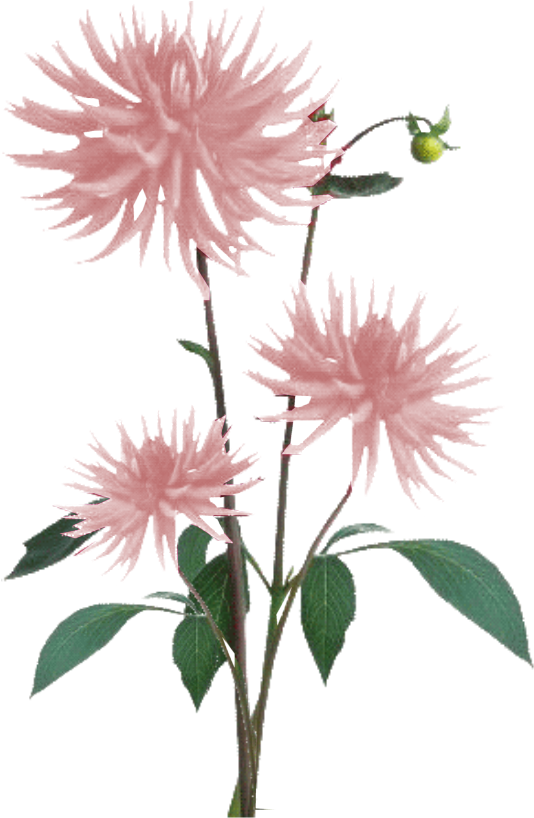 Jacey-light Pink Dahila Plant Texture - White Flowers Plant Png (773x951), Png Download