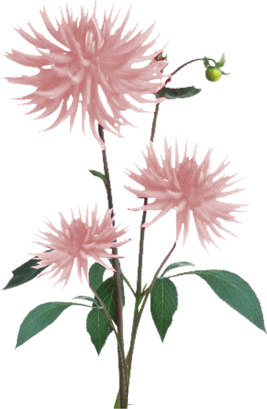 Light Pink Flower Background Png - img-vip