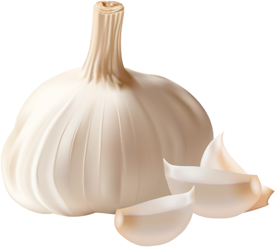 Garlic Clipart Garlic Clove - Garlic Png (600x568), Png Download