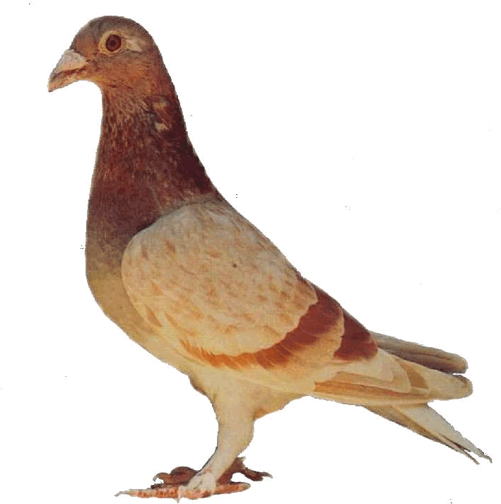Rock Dove (708x721), Png Download