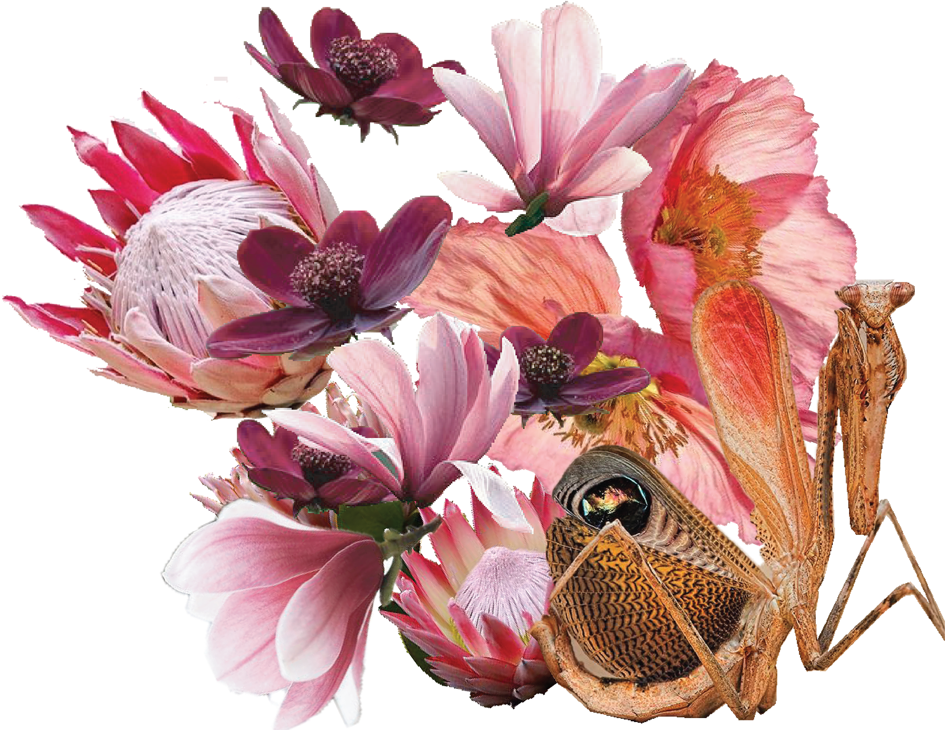 Beauty Resides In The Narrow Space Between Disgust - Celebration Of Life Invitation, Pink & Peach Poppy (1920x1493), Png Download