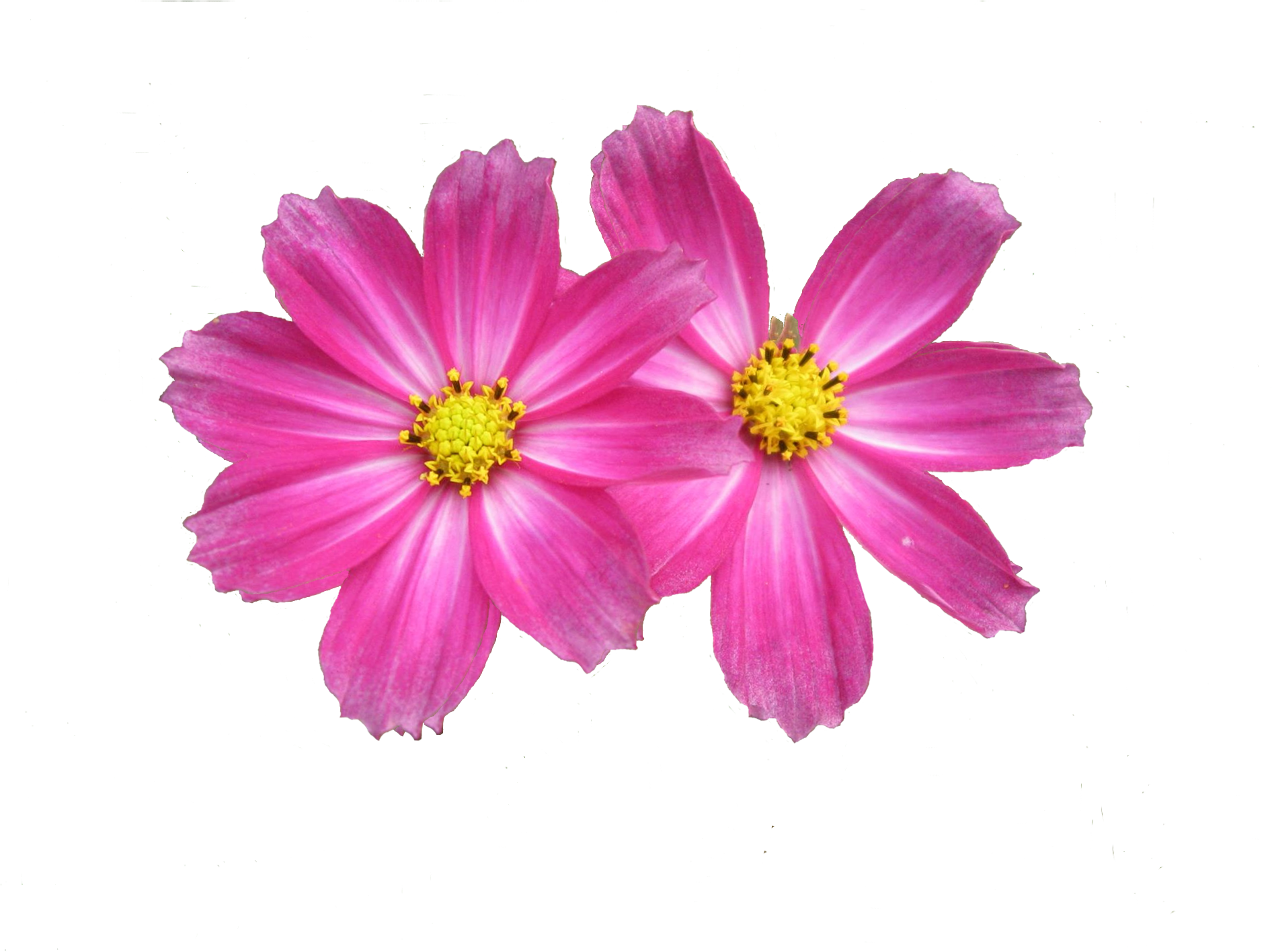 Flower Background (1900x1425), Png Download