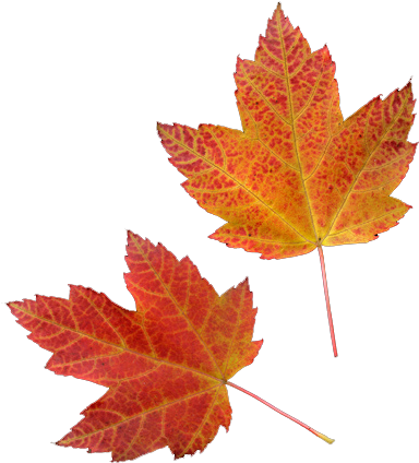 Vector Download Fall Transparent Tumblr - Fall Png (432x508), Png Download