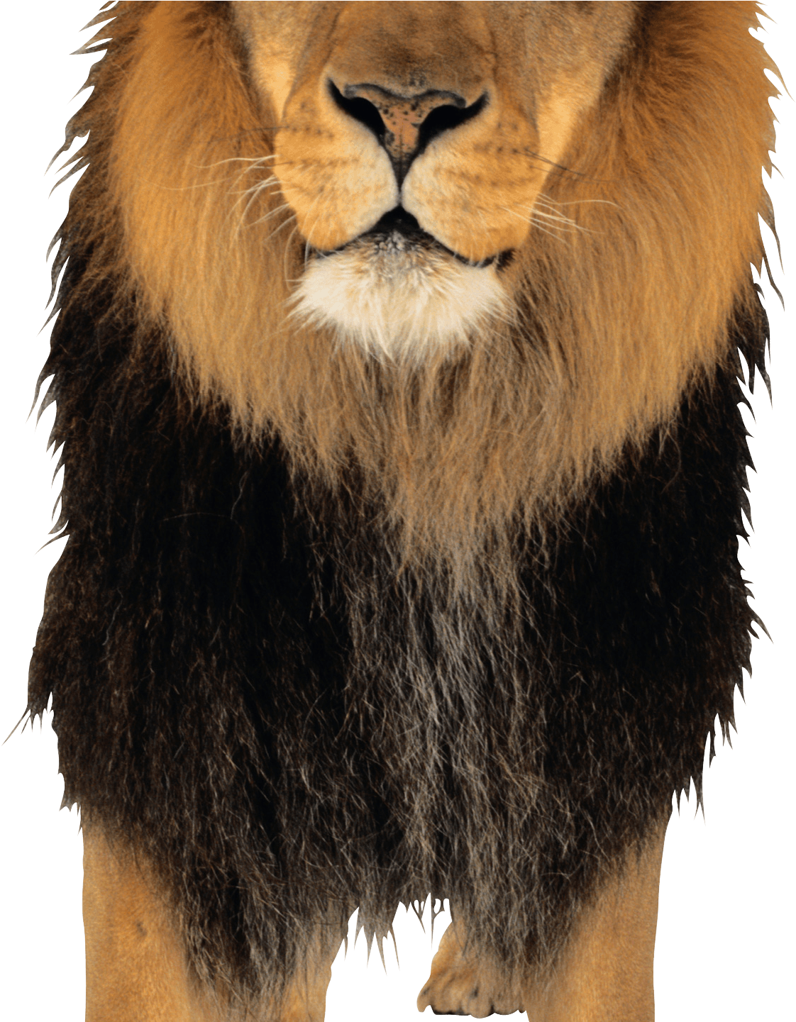 Lion Png Image - Lion Png (1205x1440), Png Download